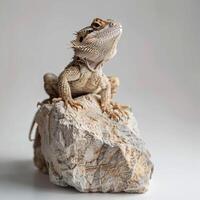 Desert Spiny Lizard sits confidently on a textured rock highlighting its unique spiky scales and intricate features against a clean white backdrop. photo
