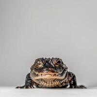 A Dwarf Caiman rests on a smooth surface displaying its rough skin and intricate patterns. The dramatic lighting emphasizes its distinctive features and character. photo