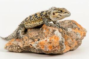 Desert Spiny Lizard rests on a textured rock showcasing intricate details of its scales in bright lighting against a clean white backdrop creating a striking visual contrast. photo