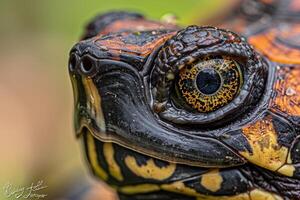 Eastern Box Turtle is captured with detailed colorful markings on its shell isolated against a white background. The focus highlights its unique eye features. photo