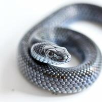 striking Eastern Indigo Snake showcases its glossy black scales while stretched out elegantly against a bright white backdrop highlighting its unique features. photo