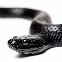 Eastern Indigo Snake displays its sleek glossy black scales while fully stretched out on a bright white background emphasizing its distinctive features. photo