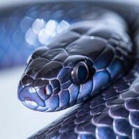 Eastern Indigo Snake displays its glossy black scales while being stretched out against a bright white background showcasing its unique features and beauty. photo