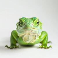 stunning Emerald Swift Lizard with brilliant green scales stands prominently isolated against a white background showcasing its unique features and coloration. photo