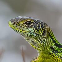 Bright green scales characterize the Emerald Swift Lizard as it perches calmly against a soft white backdrop showcasing its detailed patterns and vibrant colors. photo