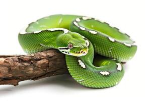 striking Emerald Tree Boa with vibrant green scales and distinctive white stripes is gracefully coiled on a branch highlighted against a white background. photo