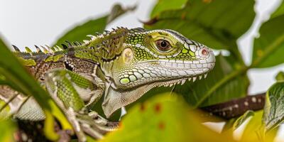 vibrant Fiji Banded Iguana with striking green skin and distinct white bands rests quietly. The composition focuses on its unique features against a soft neutral backdrop. photo