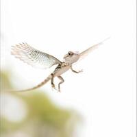 Flying Dragon Lizard displays remarkable ability to glide through the air showcasing extended wing like membranes against a clean white background in a captivating moment. photo