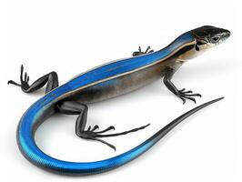 Five lined Skink showcases its vivid blue tail while crawling across a stark white background. The exceptional lighting highlights the intricate details of this reptiles scales. photo