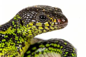 Eastern Glass Lizard resembling a snake rests elongated against a clean white backdrop highlighting its intricate scales and coloration captured in bright light. photo