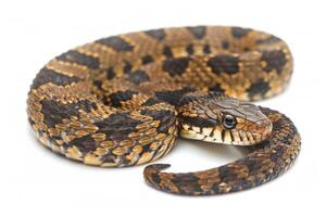 European Adder rests in a coiled position on a clean white background highlighting its unique zigzag patterns and intricate scales. The soft shadows enhance its striking appearance. photo