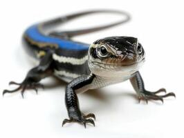 Five lined Skink with a vivid blue tail crawling with distinctive stripes against a pure white background showcasing its features in clear detail. photo