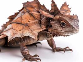 Frilled Dragon stands confidently with frill fully extended showcasing its unique features and vibrant colors against a clean white backdrop highlighting its alert posture. photo