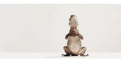 frilled dragon lizard displays its frill fully extended while standing alert showcasing its unique features in a clean white environment with bright lighting. photo
