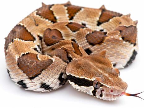 striking Gaboon Viper is beautifully coiled showcasing its intricate cryptic pattern and horn like scales. This unique reptile exhibits remarkable features in dramatic side lighting. photo