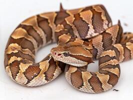 striking Gaboon Viper showcases its cryptic coloration and unique horn like scales while coiled on a seamless white background illuminated by dramatic side lighting. photo