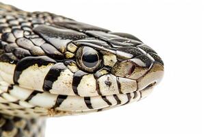 Garter Snake moves smoothly displaying its striking stripes. The isolated view emphasizes the unique patterns and colors of this reptile. photo
