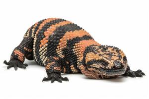 Gila Monster lies calmly on white background showcasing its distinct black and orange patterned scales in soft studio lighting emphasizing its unique features and texture. photo