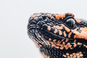 Gila Monster lies quietly showcasing its unique black and orange patterned scales in a soft lit environment emphasizing its detailed texture and colors. photo