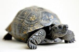 Gopher Tortoise is moving forward on a white background showcasing its distinct rough shell and unique features in soft diffused lighting. photo