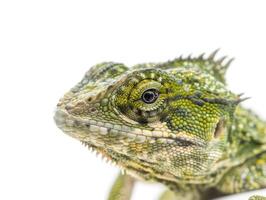 green anole lizard shows off its vibrant green skin and intricate textures while clinging to a smooth surface under even lighting creating a striking visual effect. photo