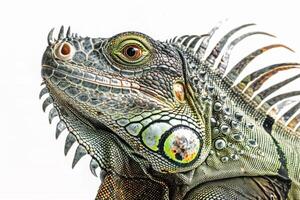 green iguana exhibits rich green scales and distinctive spines standing poised and alert on a pure white background. Studio lighting accentuates its fascinating details and textures. photo
