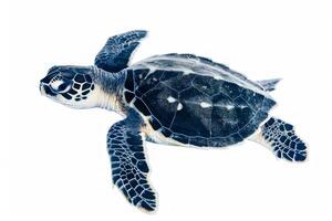 young green sea turtle hatchling crawling forward across a bright white surface displaying intricate shell patterns and flippers in delicate detail surrounded by minimal shadow. photo