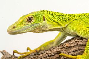 Green Tree Monitor lizard with vivid green scales elegantly positioned on branch showcasing unique features in bright high key lighting creating stunning visual contrast. photo