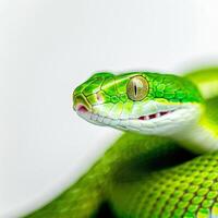 slender Green Vine Snake exhibits stunning green scales as it extends across a white background showcasing its unique coloration and impressive features in a detailed close up. photo