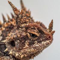 Horned Lizard remains motionless with intricate spiky scales and horns clearly visible set on a white background that enhances its unique features and textures. photo