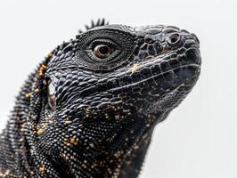 Jamaican Iguana is positioned upright displaying its rough textured scales. The creature appears attentive contrasted sharply against a clean white backdrop emphasizing its distinct patterns. photo
