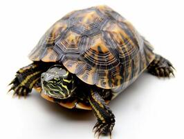 Keeled Box Turtle remains stationary with its unique raised shell prominently displayed. The soft shadows enhance the turtles vibrant markings against a white backdrop. photo
