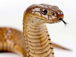King Cobra raises its head showcasing its impressive hood with striking scales. The creature poses dramatically on a white background under tight studio lighting. photo