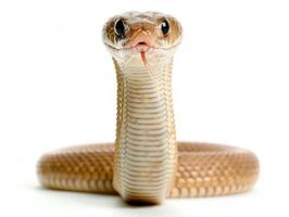 striking King Cobra stands proudly with hood expanded showcasing its impressive scales and poised presence against a bright white backdrop enhanced by focused overhead lighting. photo