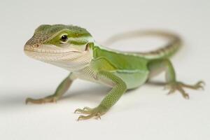 large Knight Anole with bright green skin perched on a clean white surface highlighting its smooth scales and unique body structure in soft natural light. photo