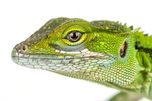 striking Knight Anole is poised against a white background highlighting its vivid green skin and intricate scale patterns. The soft shadows enhance its form emphasizing its beauty. photo