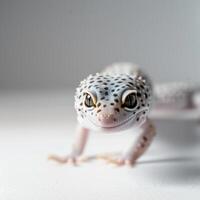 A Leopard Gecko with unique spotted patterns and bright eyes walks confidently across a white background highlighting its distinctive features and texture. photo