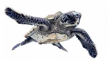 tiny Leatherback sea turtle hatchling is making its way forward on a white surface showcasing its distinct markings and textures under bright lighting. photo