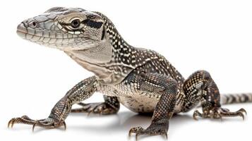 Lace Monitor lizard moves gracefully showcasing its detailed scales and distinctive features in a pristine brightly lit environment. The focus is on its unique appearance. photo