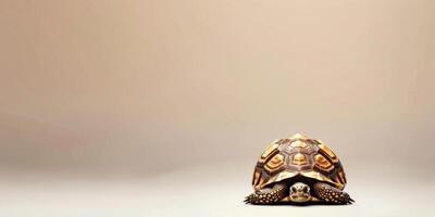 The Leopard Tortoise displays its unique spotted shell while standing isolated against a bright white backdrop capturing the attention with its detailed patterns and posture. photo