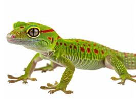 vibrant Madagascan Day Gecko displays its vivid green skin and red markings while firmly adhering to a surface. The high key lighting highlights its striking features beautifully. photo