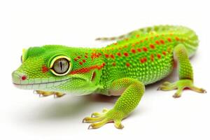 Madagascar Day Gecko displays its striking green and red coloration while perched on a surface under bright lighting showcasing its unique features in detail. photo