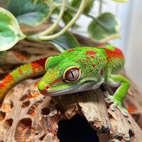 Madagascar Giant Day Gecko displays striking green skin and red markings while firmly gripping a textured surface under bright lighting emphasizing its vivid colors. photo