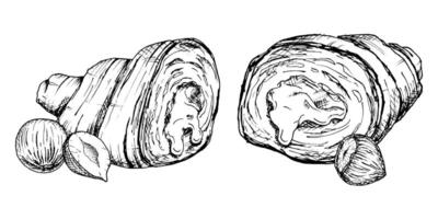 A detailed hand-drawn illustration of croissants with hazelnuts. Black and white sketch showcasing the flaky texture and nut filling. Ideal for bakery, food packaging, culinary design projects vector
