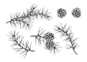 Detailed hand drawn illustration of pine branches and cones. Realistic ink sketch style design, perfect for nature, eco-themed projects, Christmas decorations and botanical illustrations. vector
