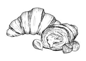 A detailed hand drawn illustration of croissants with hazelnuts. Black and white sketch showcasing the flaky texture and nut filling. Ideal for bakery, food packaging, culinary design projects vector