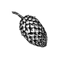 Fir cone, spruce apple, pine cone. illustration, hand drawn with ink. Element of coniferous, evergreen forest tree. Decorative clipart for Christmas, New Year prints, eco goods, packaging vector