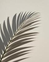 Palm leaf shadow on white wall photo