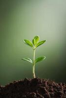A young plant sprouting from the ground photo
