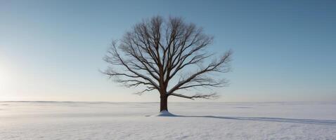 A solitary tree stands in a snowy landscape under a clear sky. photo